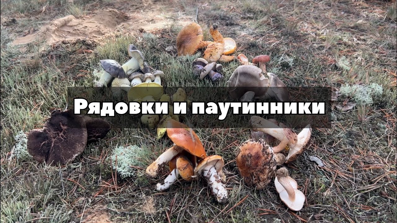 Как отличить зелёнки и подзёленки? &laquo;Поганки осенних сосновых боров&raquo; - рядовки и паутинники.