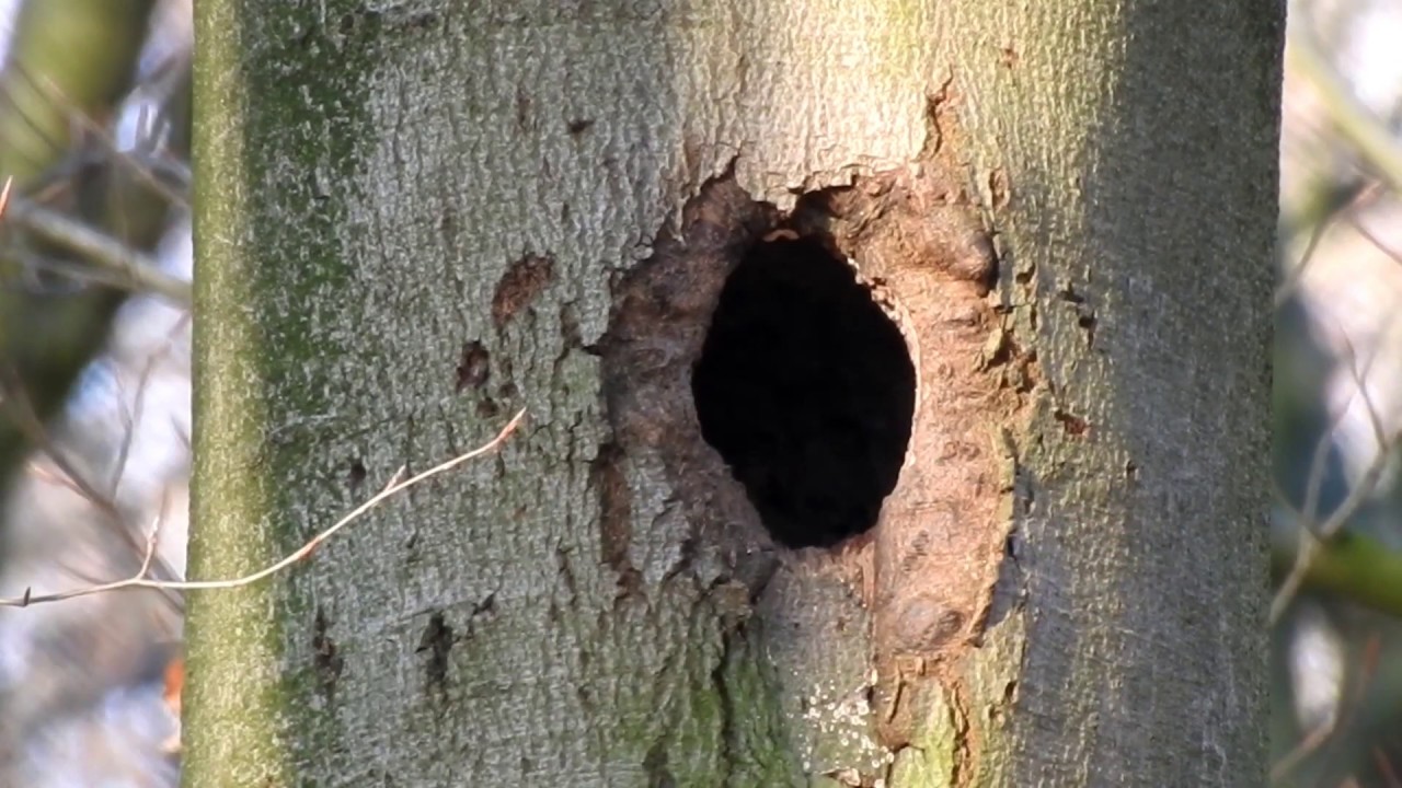 Vroege Vogels - Grote bonte specht en zwarte specht ruzi&euml;n om boomholte