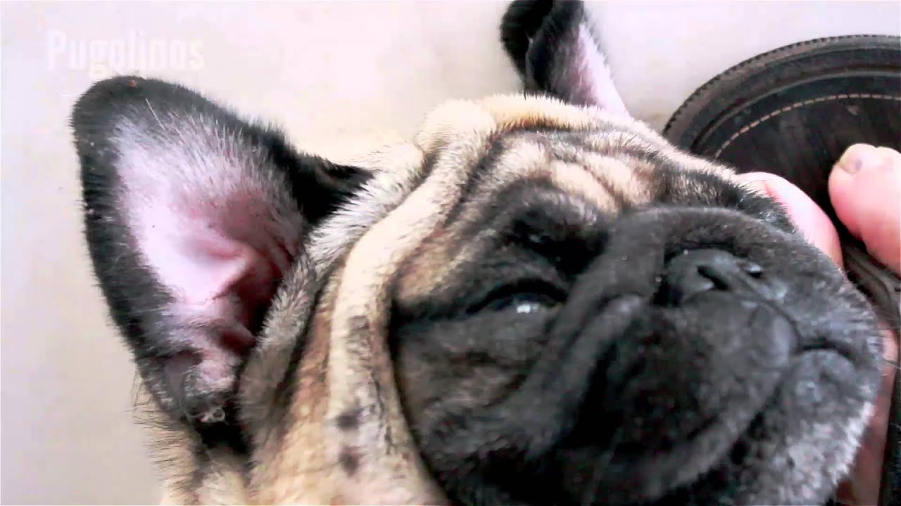 Pug lazy and noisy breathing - Hanna