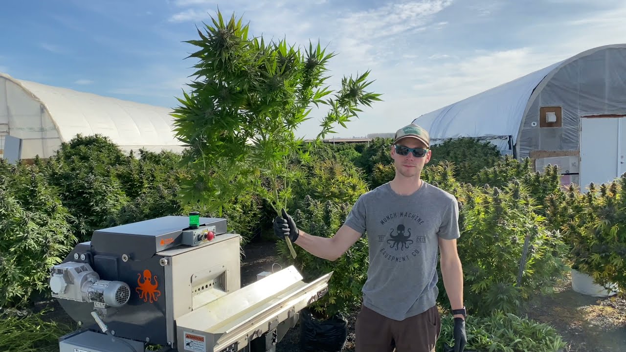 Cluster Bucker - Flower Quality
