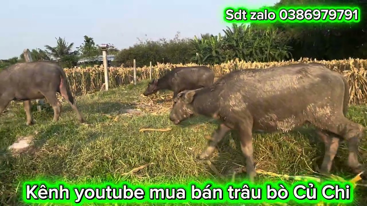 18/03/2026 Báo giá lô trâu vừa về lh 0386979791