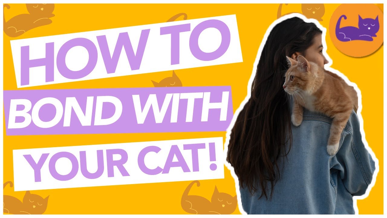 How To Make Your Cat Trust and Like you - BONDING TIPS