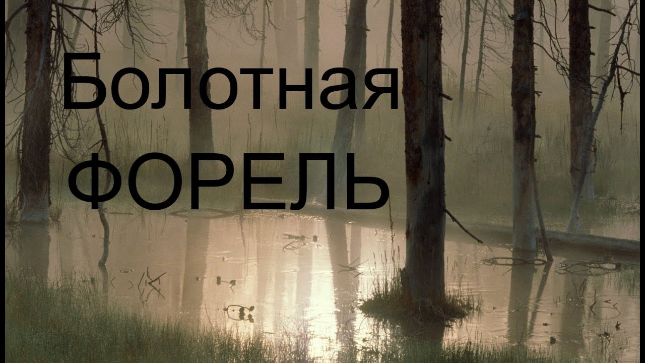 Забытые реки #18 Болотная форель