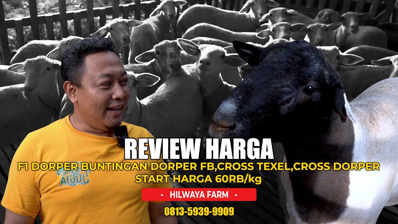 REVIEW HARGA F1 DORPER BUNTINGAN DORPER FB, CROSS TEXEL, CROSS DORPER START HARGA 60RBAN/KG