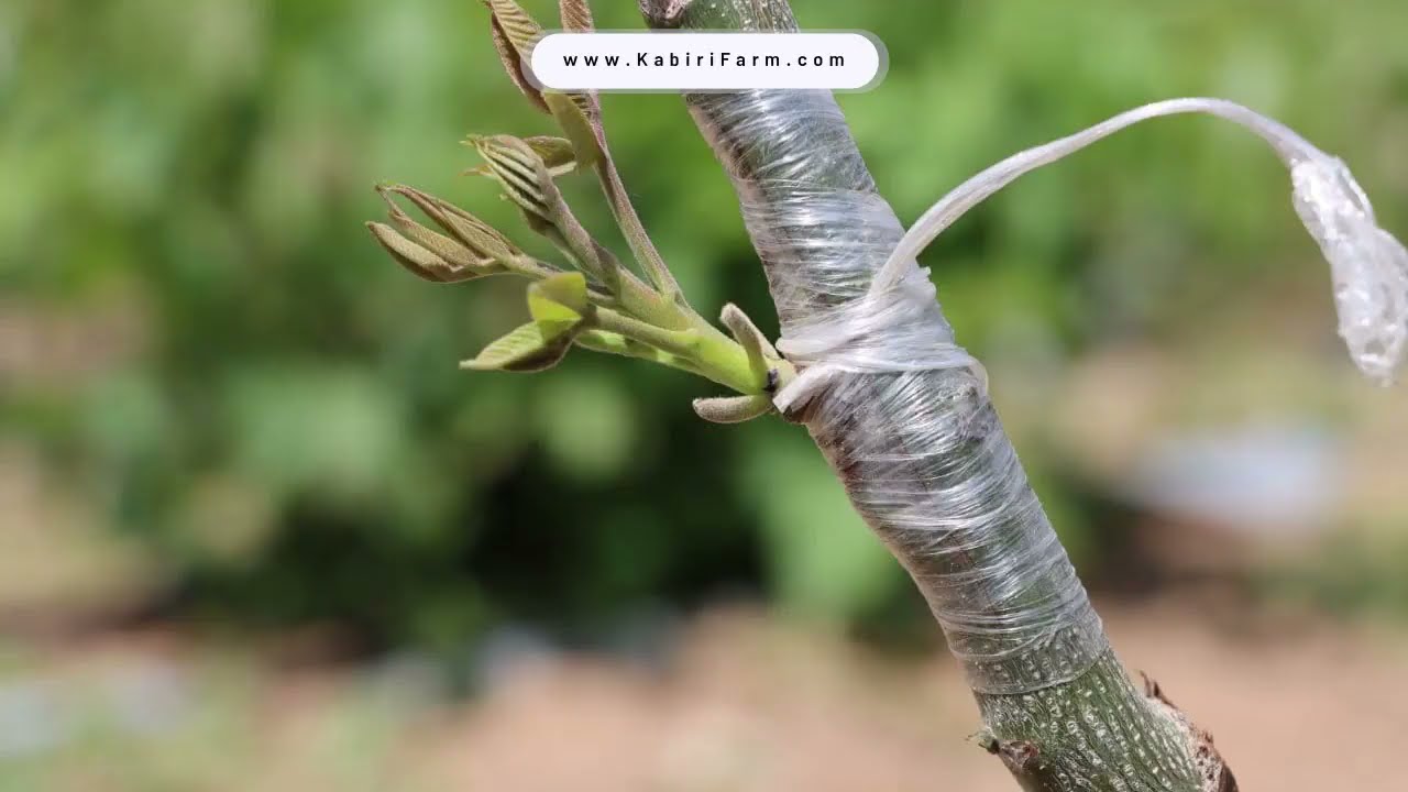 آموزش پیوند چیپ برای نهال گردو