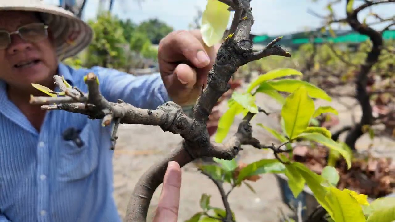 Mai côn tàng mãi k xì mầm có tuột nhựa bỏ chi? Vì sao khách trả công 10tr/ngày nhưng Út Đực từ chối?