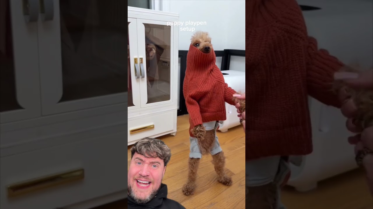 Эта собака живёт в роскоши! @The_Hayeks #шорты