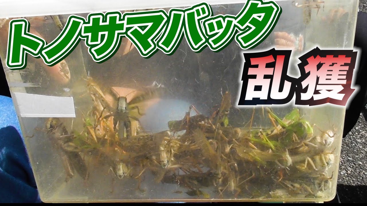河原でトノサマバッタ乱獲してみた