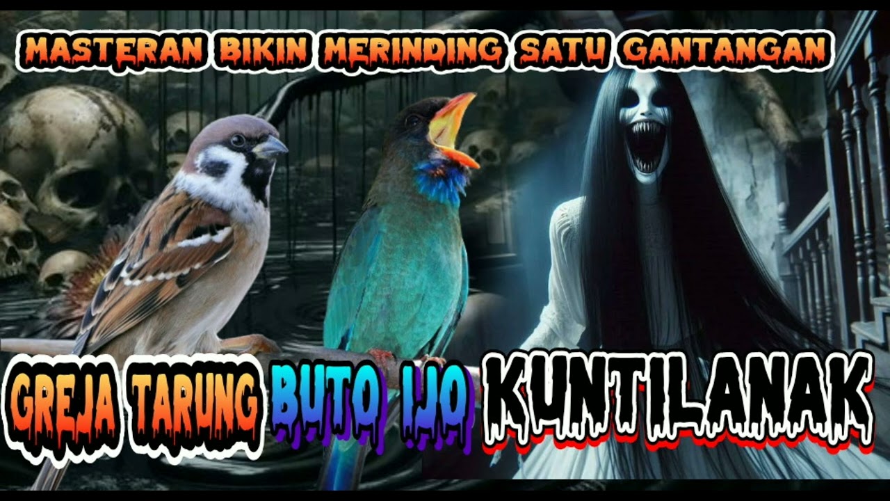 viral!!!! Masteran kasar Greja tarung tengkek buto Kuntilanak (Ngeri tembakanya bikin merinding)