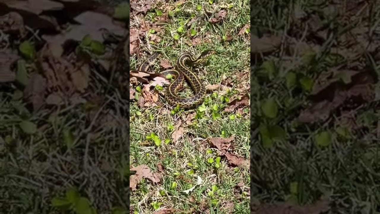How to get rid of snakes
