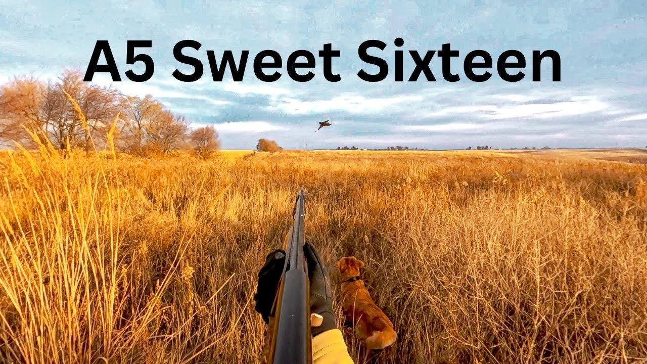 Pheasant Hunting with BROWNING A5 SWEET SIXTEEN and Golden Retrievers