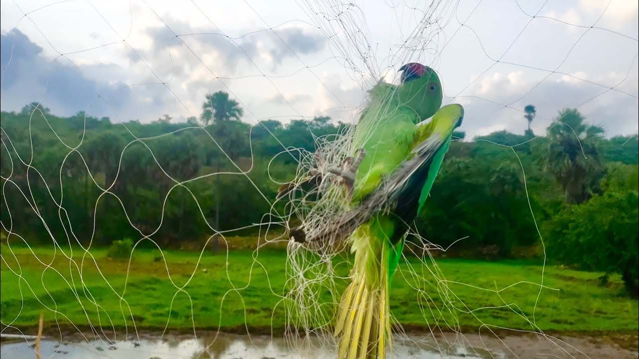 From Trapped to Freedom: A Touching Parakeet Rescue Story -  AWCS | Bird & Animal Rescue team