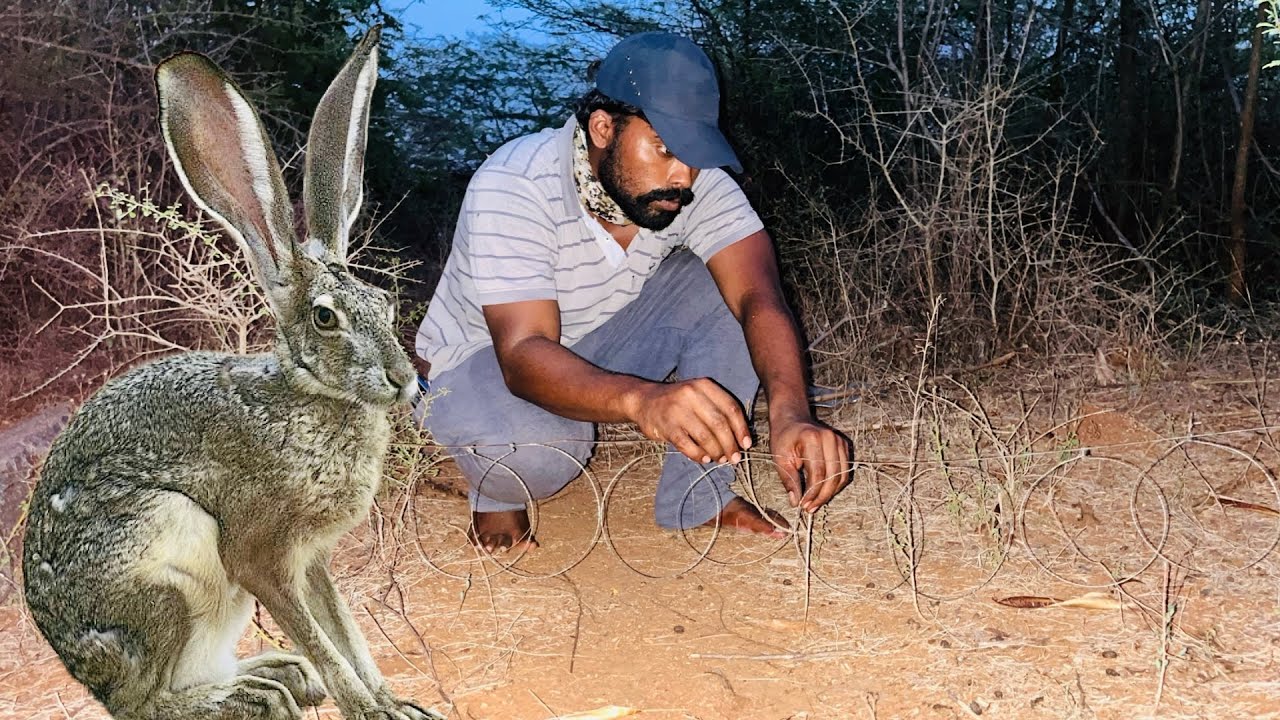 Rabbit trap | rabbit hunting | wildlife