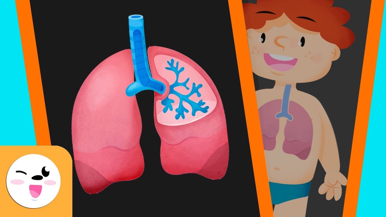El sistema respiratorio del cuerpo humano para ni&ntilde;os - Smile and Learn