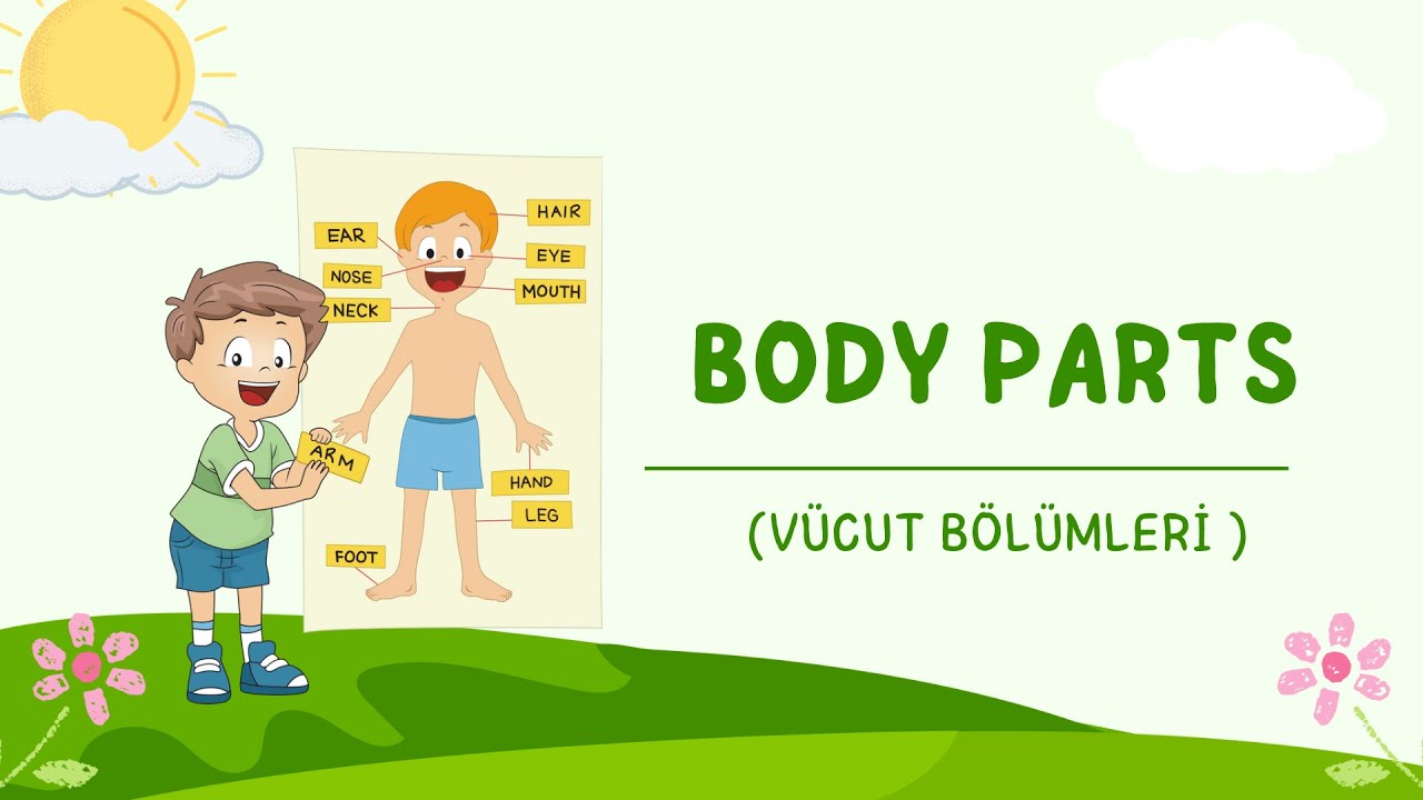 2. Sınıf 3. Tema Personal Life Kelimeleri + Quiz (Body parts and adjectives)