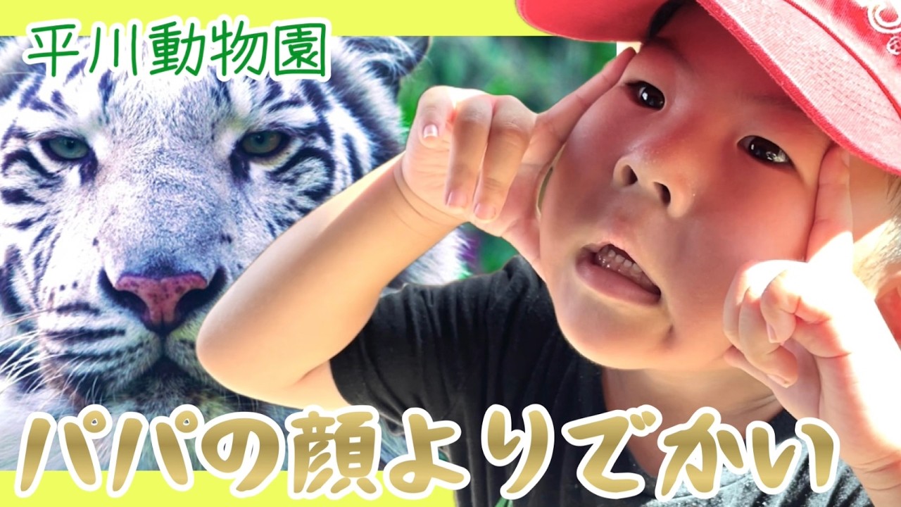 【驚愕】ホワイトタイガーが交信していた‼️ホワイトタイガーの顔がパパの顔より大きくてびっくりした日 #鹿児島 #平川動物園