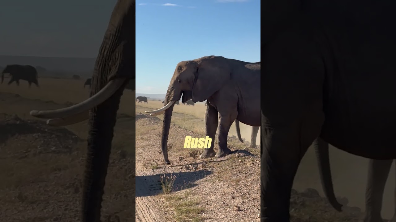 Real Strength Walks in Silence 🐘 | Calm Power Motivation  #sucessjourney #successmindset #motivation