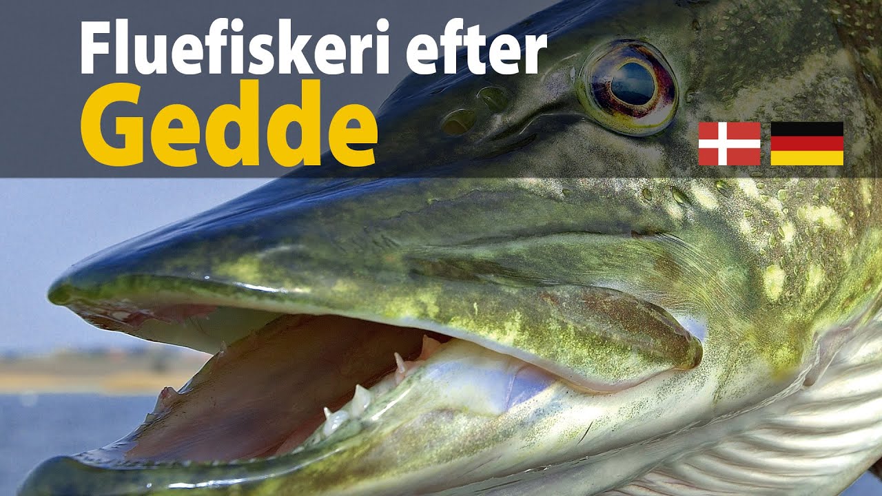 Fluefiskeri efter Gedde
