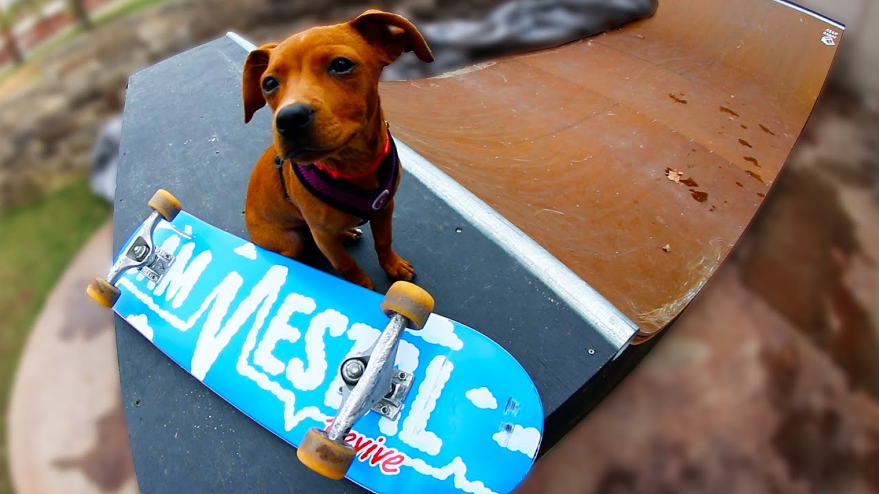 MY NEW PUPPY HELPS SET UP MY SKATEBOARD!