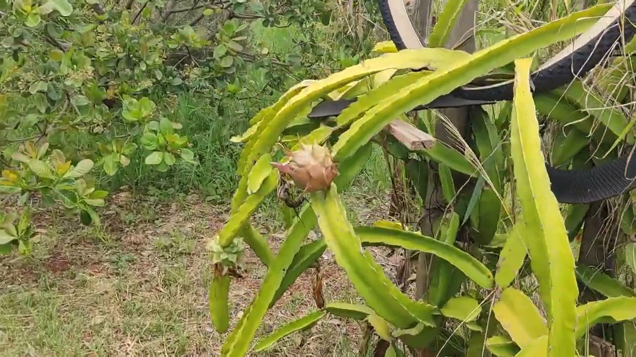 Preparando canteiro pra plantar na chácara Adventus 