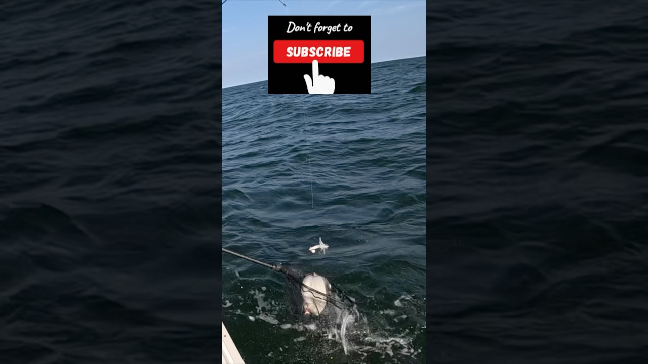 Keeper Fluke #saltwaterfix #fishing #fishingislife #bottomfishing #outdoors  #epic #njfishing