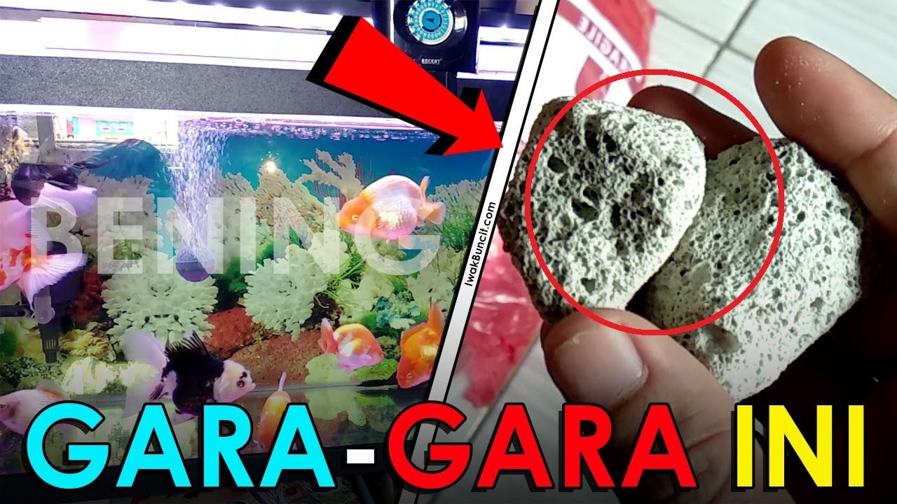 Review Crystal Bio: Air Aquarium Super Jernih, Sekali Coba Ketagihan - 1st Rekomen Filter Biologi 👍