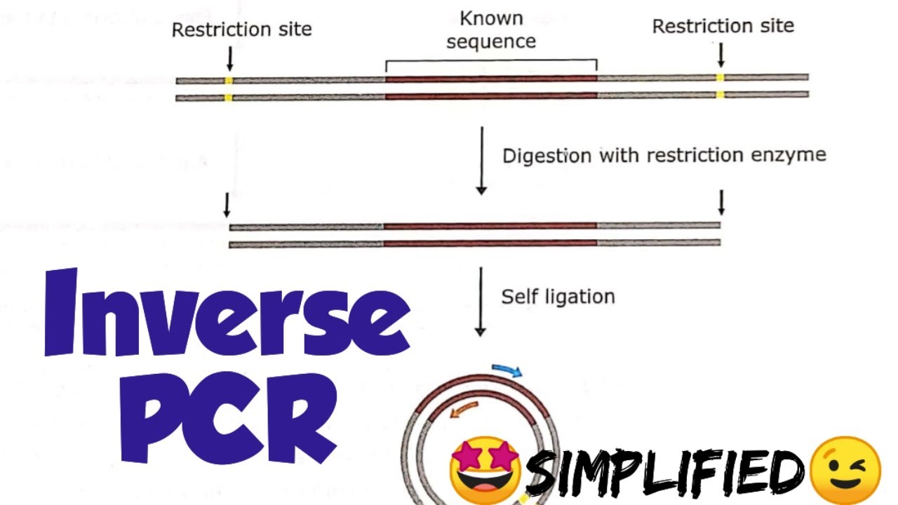 Inverse PCR # Types of pcr #pcr modifications🤩