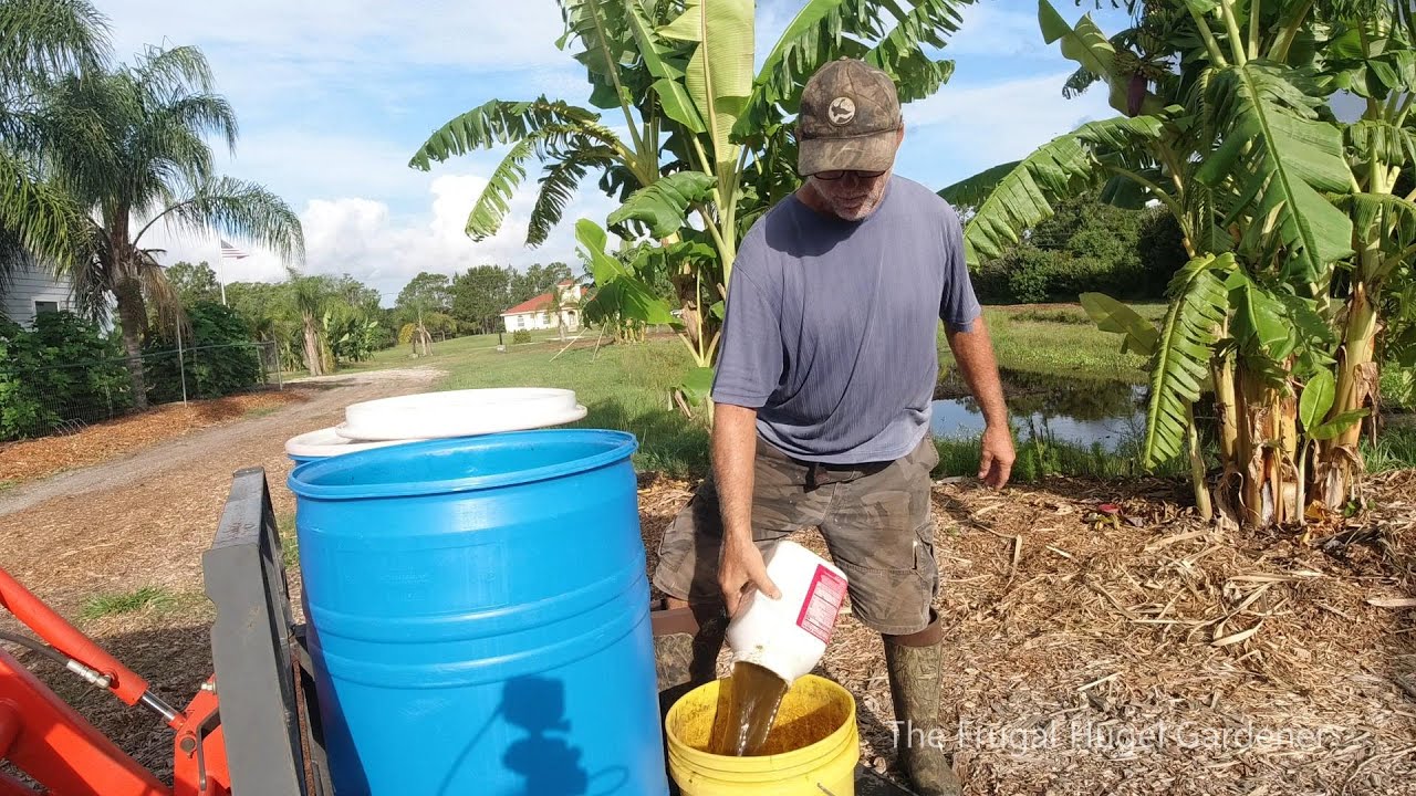 Fertilizing Banana Plants with Compost Tea made from Tithonia Diversifolia Mexican Sunflower.