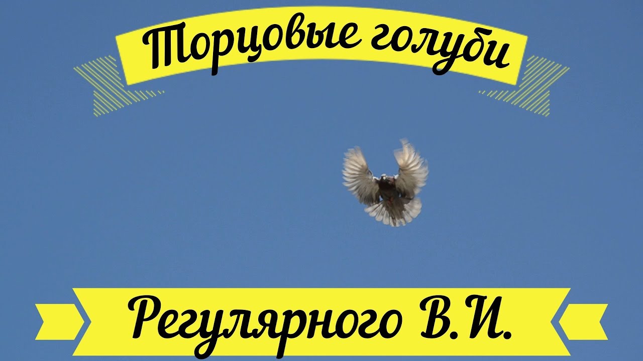 Торцовые  голуби Регулярного В И 2025