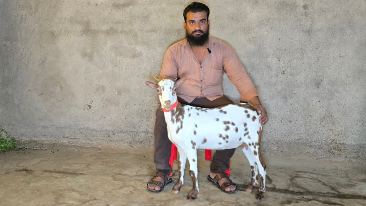 Quality Barbari goats at Khultabad Aurangabad Maharashtra 