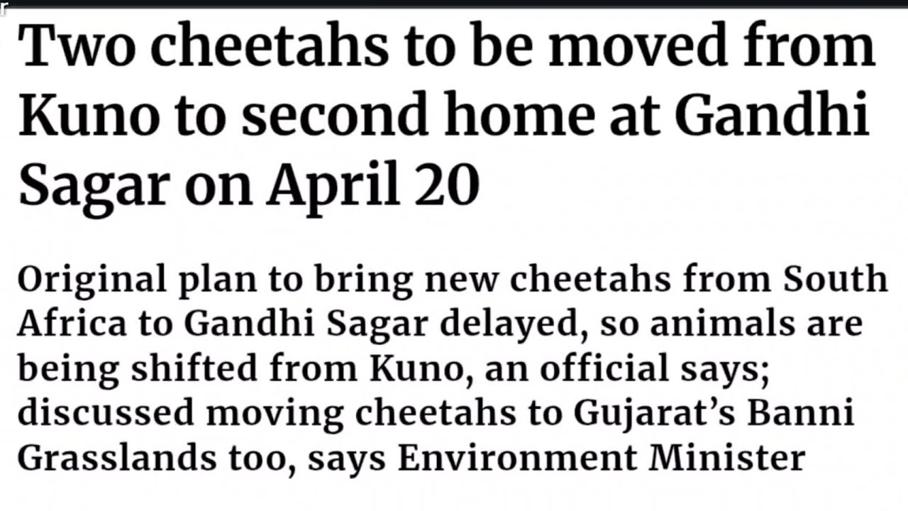 Two cheetahs to be moved from Kuno to second home at Gandhi Sagar