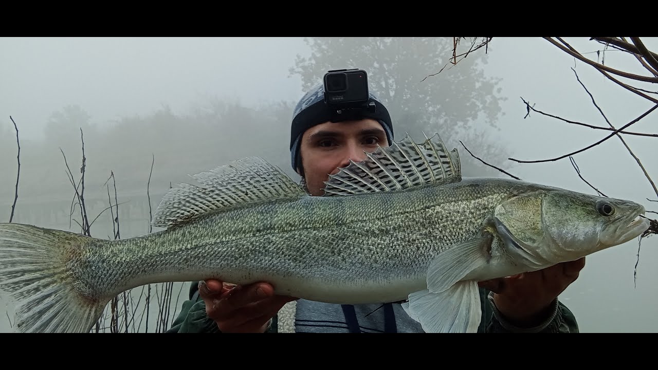 Fishing for Zander / Hunting for a Monster / part 2 - Pesca al lucioperca -