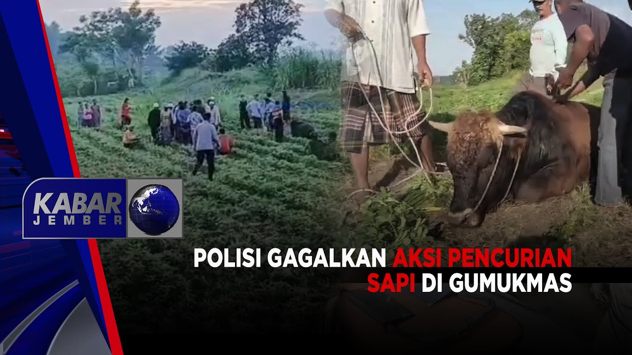 Polisi Gagalkan Aksi Pencurian Sapi di Gumukmas | KABAR JEMBER