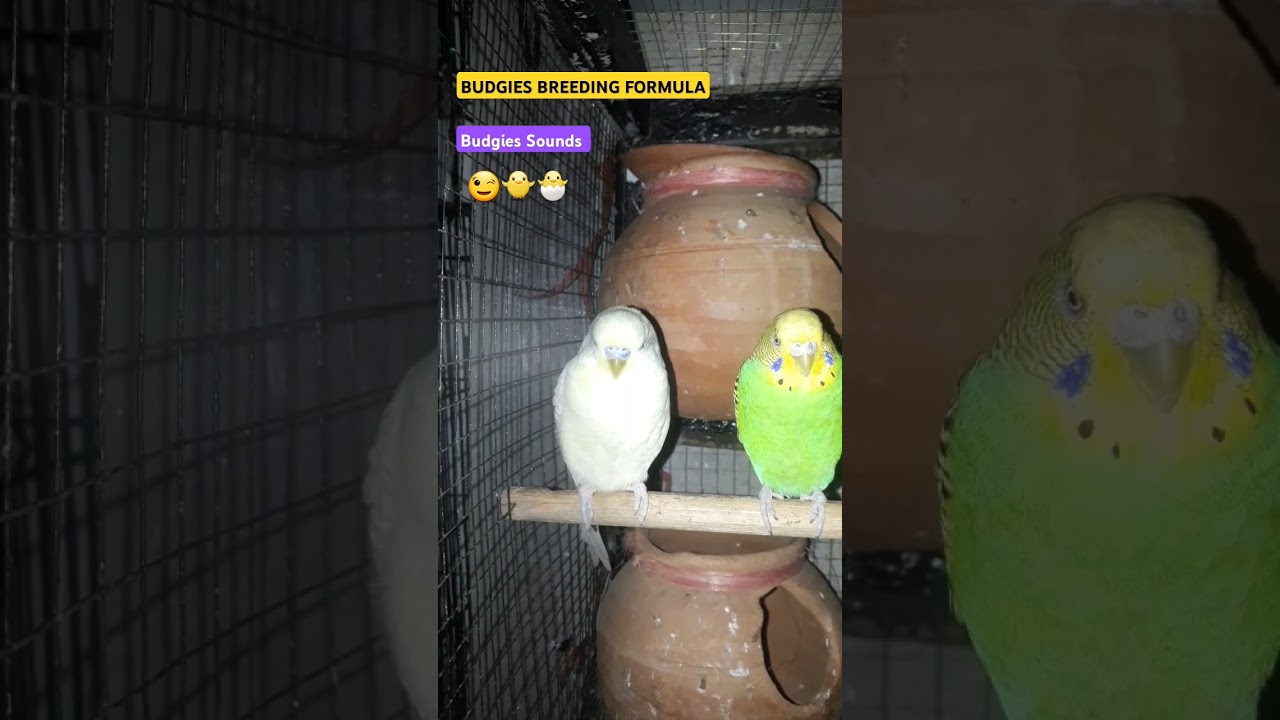 Budgies Breeding Formula 💚🐦 #budgiesound #budgie #parrot #shorts #shortsfeed #breedingformula
