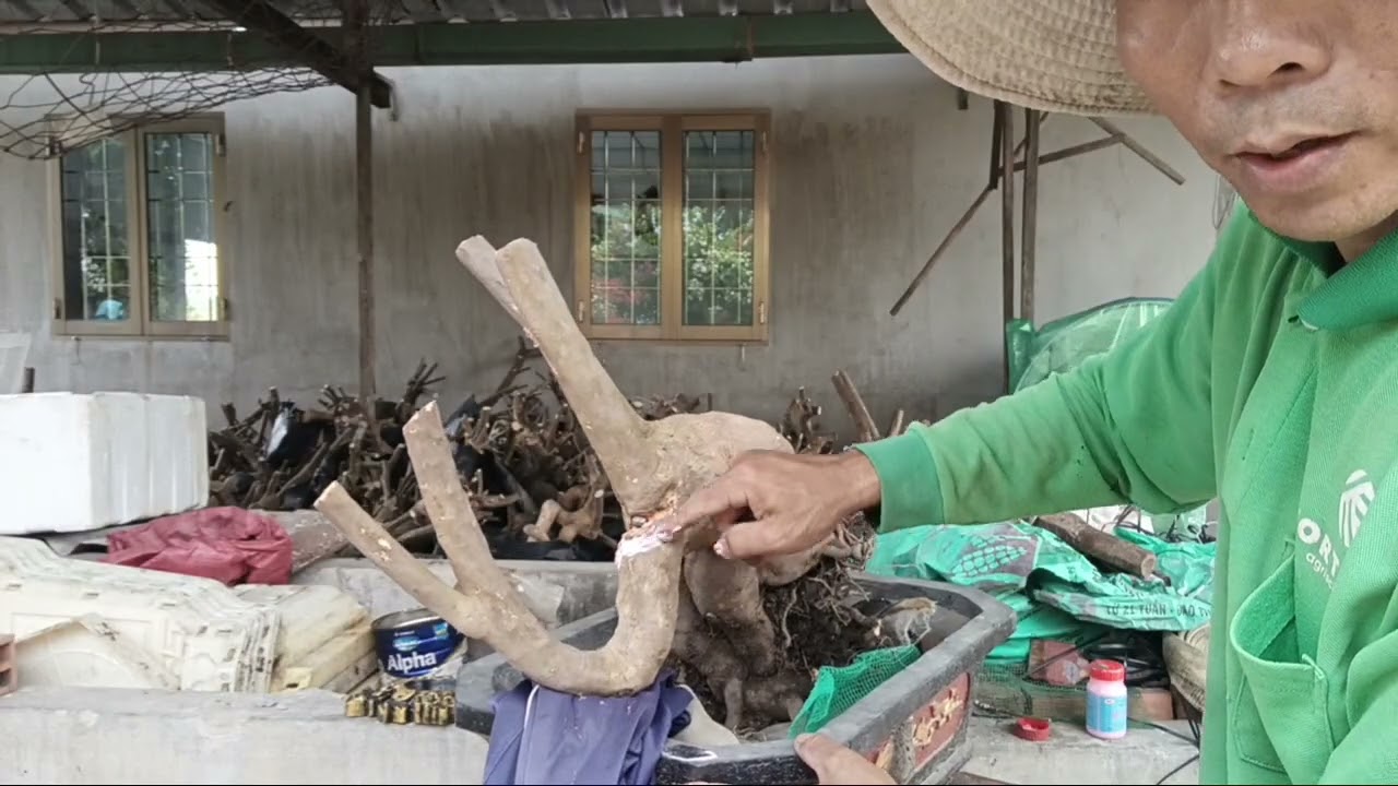 Cách bít lỗ cây bonsai