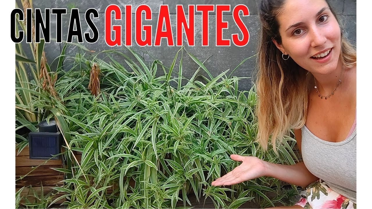Cintas ¡¡GIGANTES!!😱 Una planta MUY FACIL de mantener ¡NUNCA MUERE! ¡Descubre los cuidados básicos!