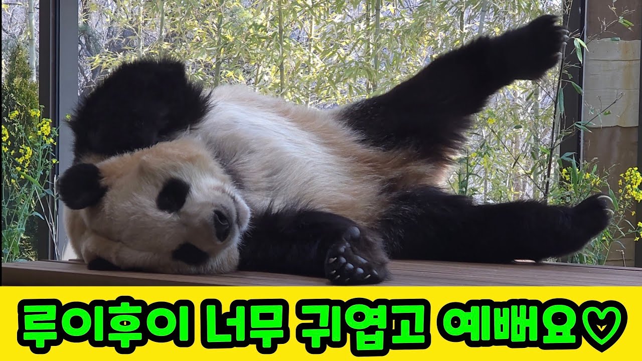 에버랜드 판다월드 2026년 3월 12일 후이 다리가 길어요.루이 후이 너무 귀엽고 예쁩니다 ㅎㅎ 