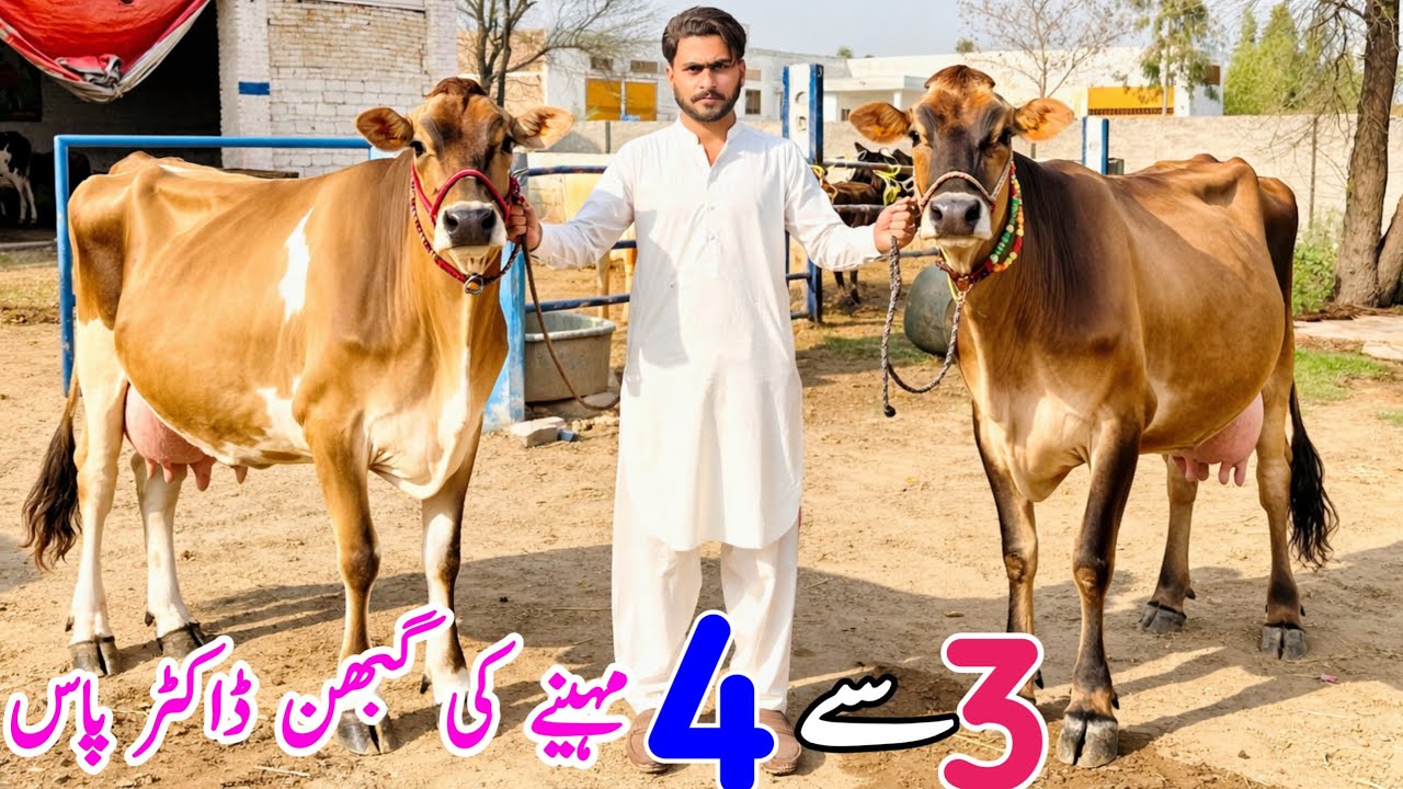 💥 Pregnant Jersey & HF Heifers For Sale in Punjab Pakistan  | Top Class Imported Heifers | PK Janwar