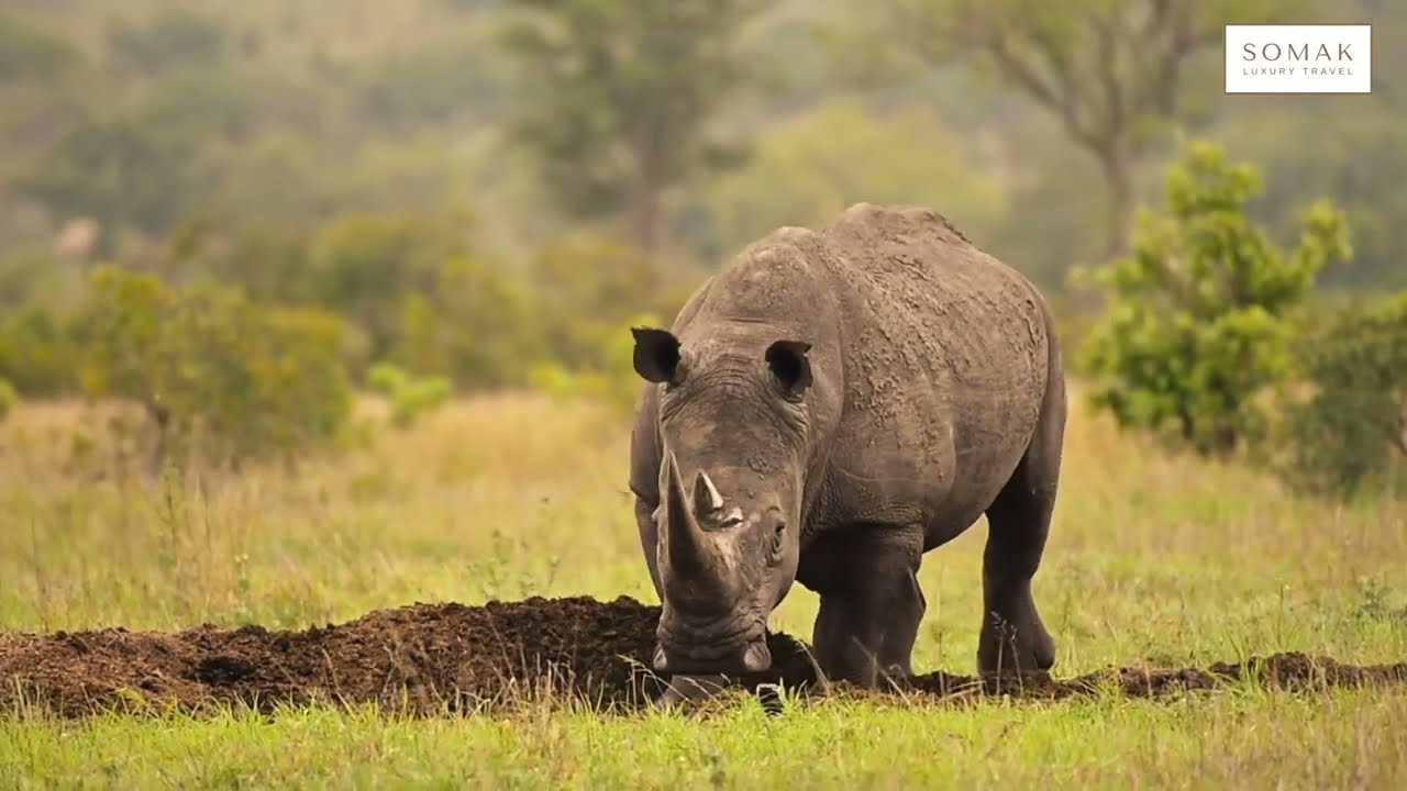 Sabi Sabi Bush Lodge and Peermont D'oreal Grand hotel at Emperor Palace in Johannesburg