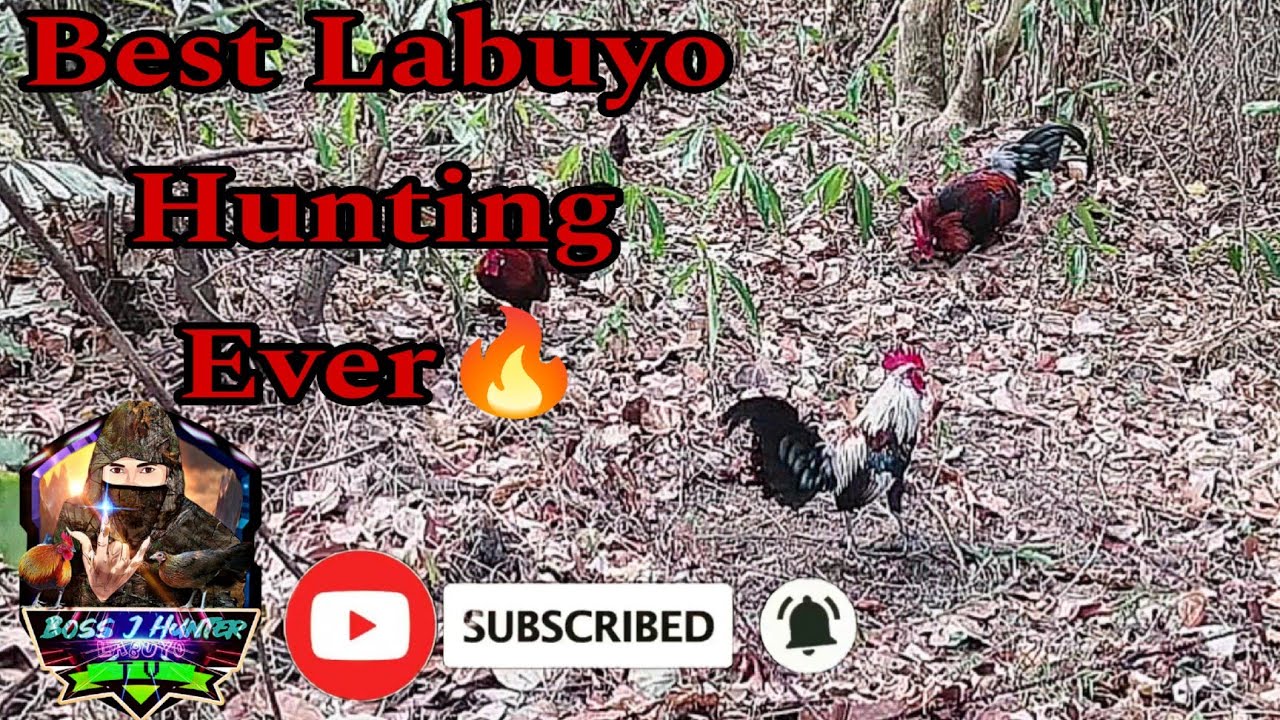 Ang Dahilan kung bakit maraming natutuwa sa pangangati ng labuyo/redjunglefowl.