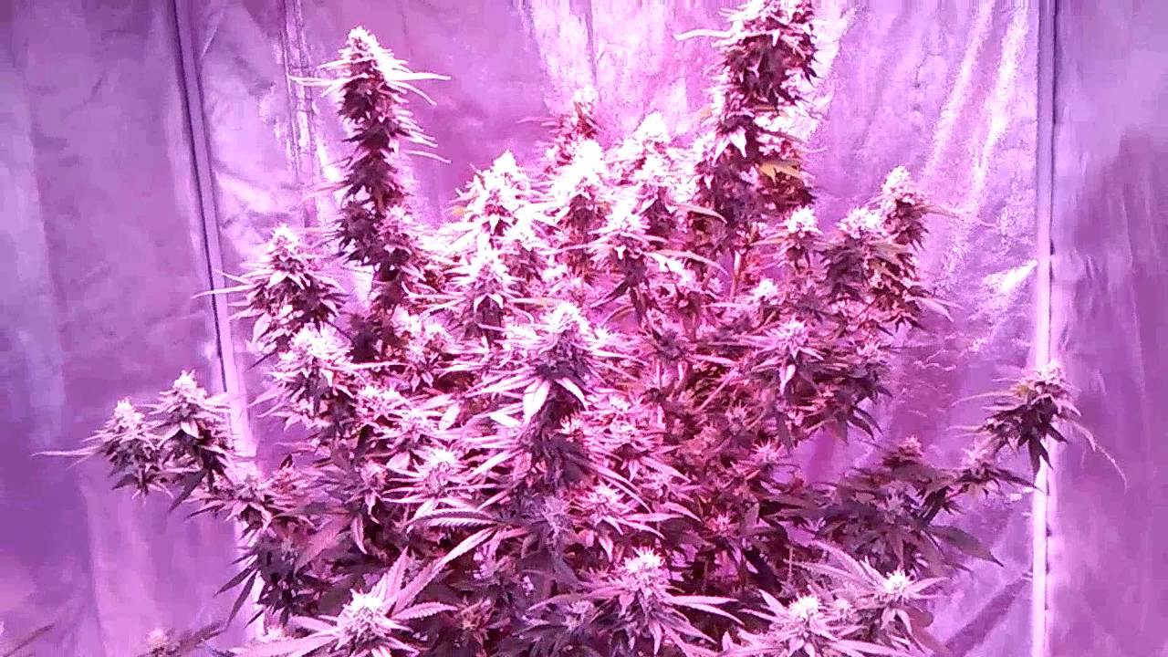 4x8 1200 watt Led grow tent chocolate master kush