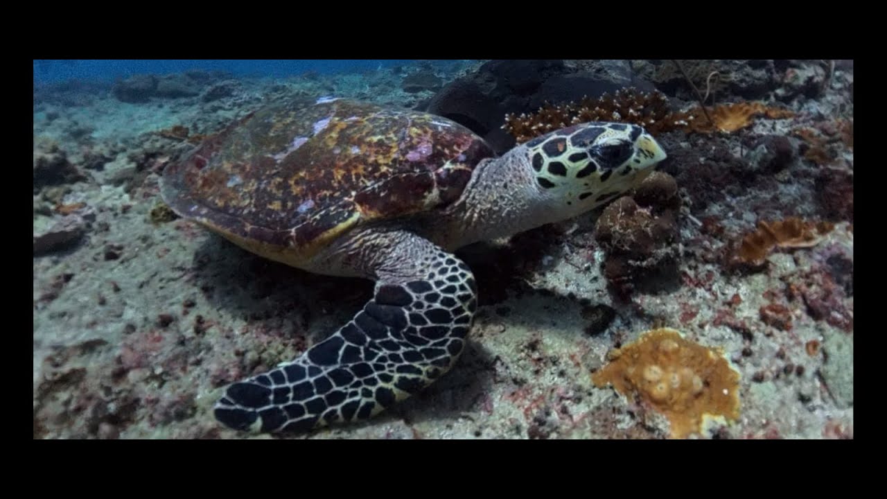 Turtle Rock, Phi Phi Islands Thailand 2025