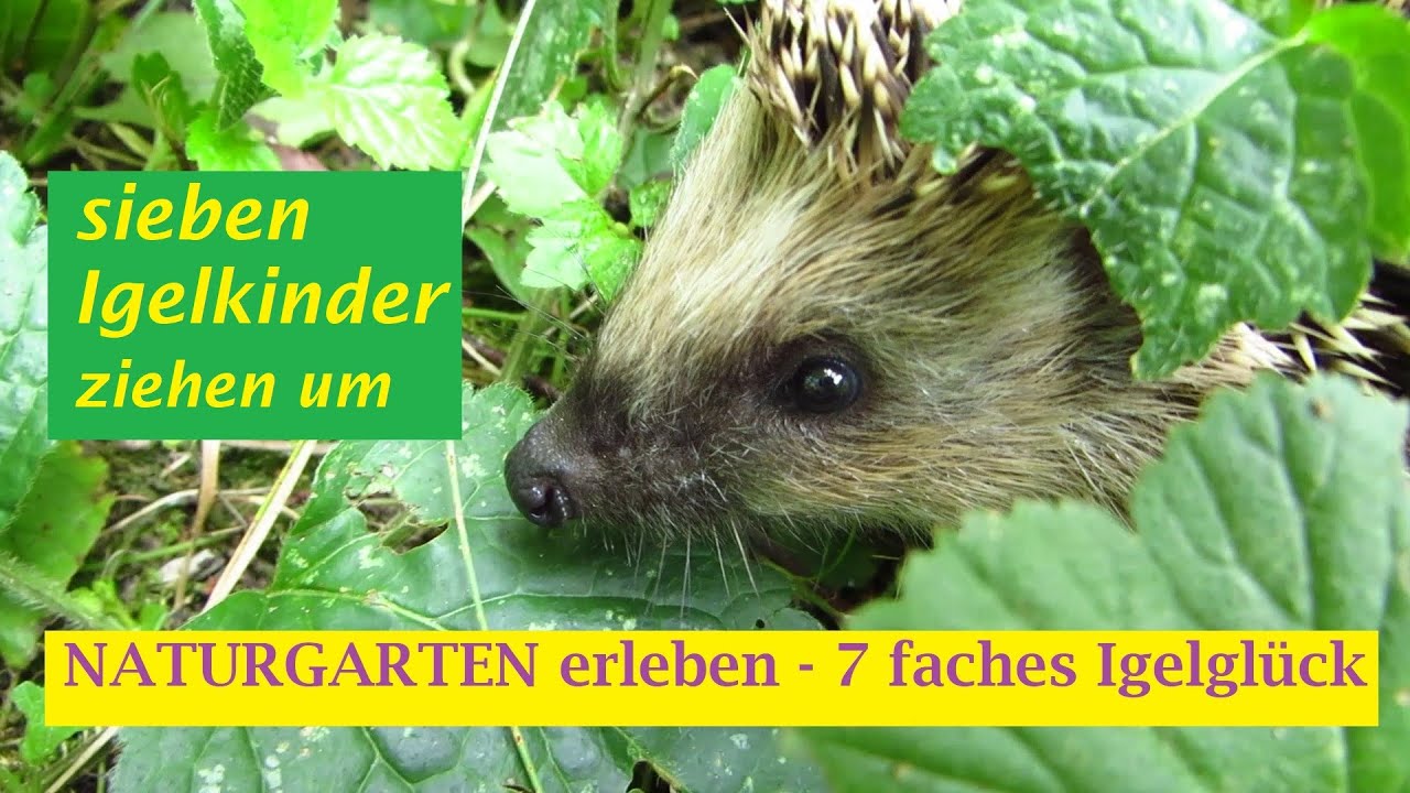 NATURGARTEN erleben - Siebenfaches Igelglück