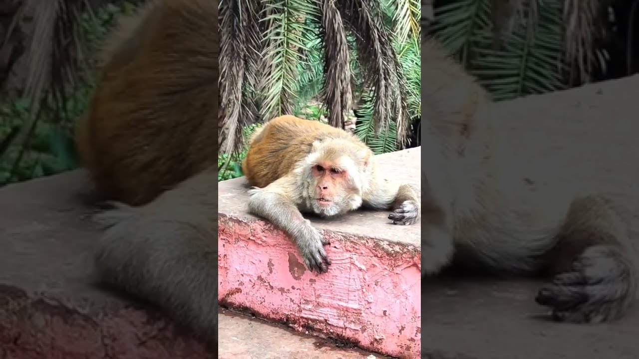 Different types of monkeys. For children- Monkeys - 4k quality Video