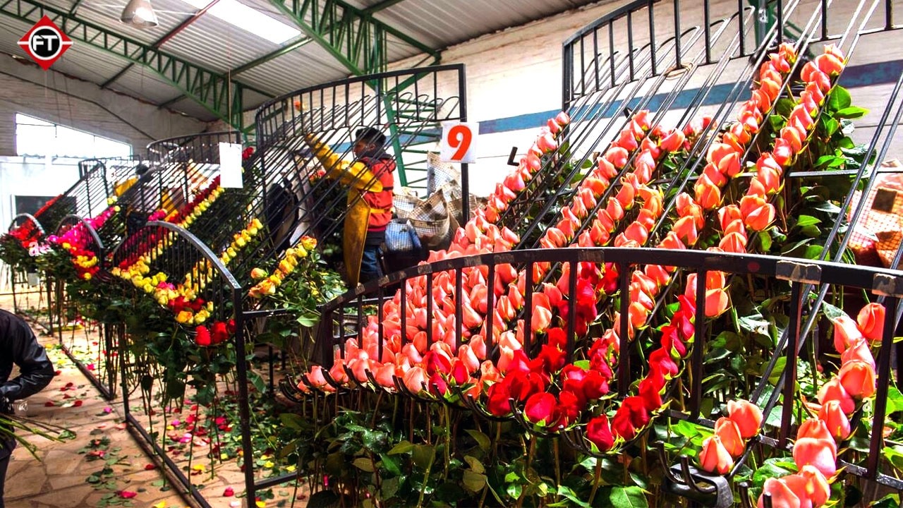 Excellent Hydroponic Rose Farming in Greenhouse and Satisfying Harvesting Process