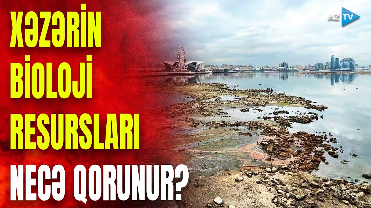 Xəzər ciddi təhlükə ilə üz-üzə: bioloji resursların qorunması ilə bağlı hansı tədbirlər görülür?