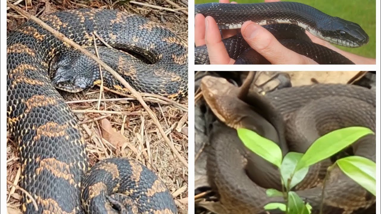 Hognoses, Copperheads, & So Much More! Herping Trip to Southeastern VA & Few Stops Along the Way!