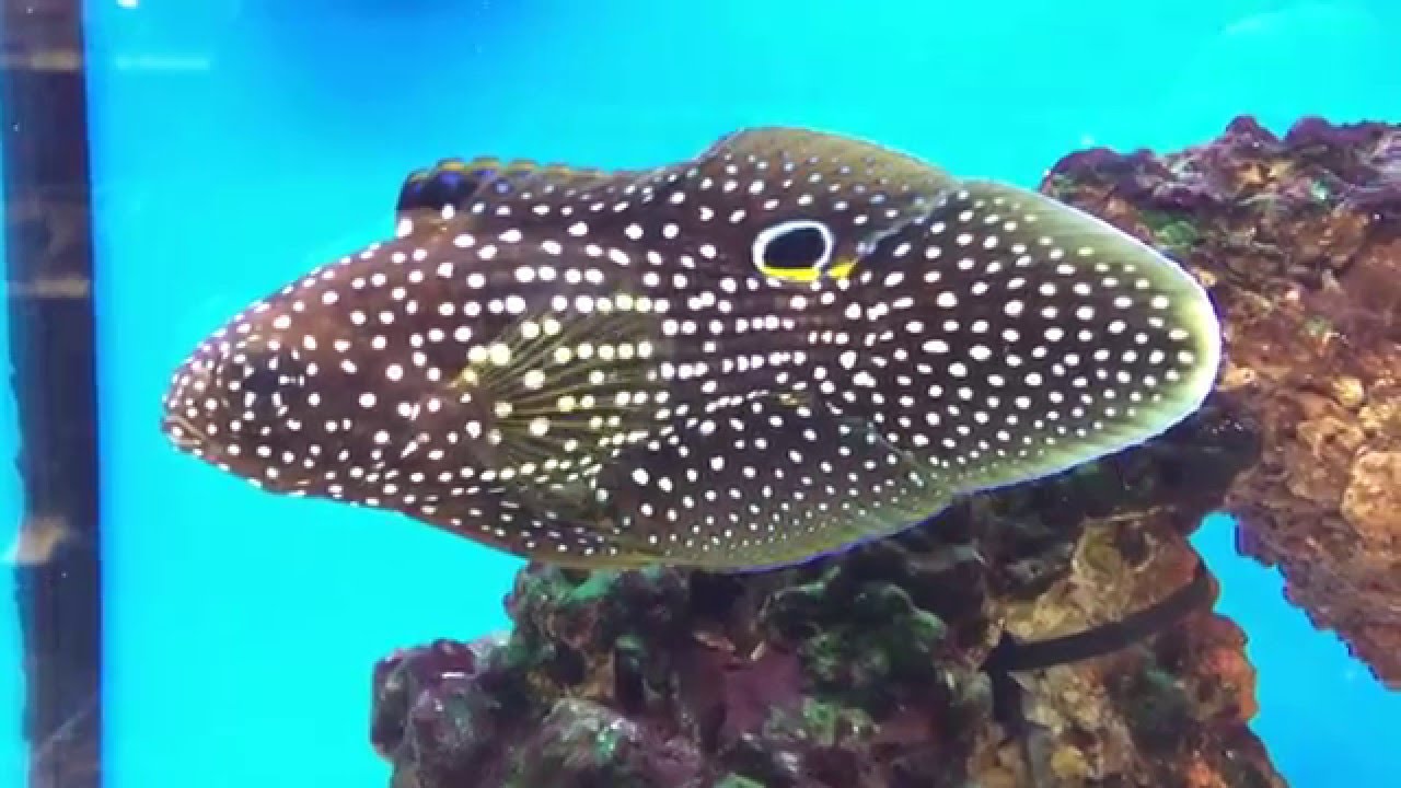 Marine Betta | Calloplesiops altivelis | Marine Comet Fish