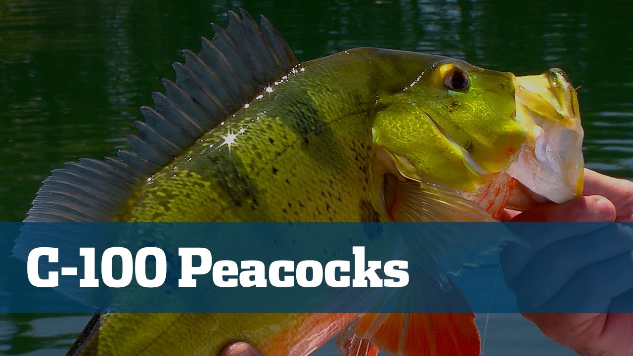 Miami Urban Peacock Bass - Florida Sport Fishing TV - Freshwater Canal Special