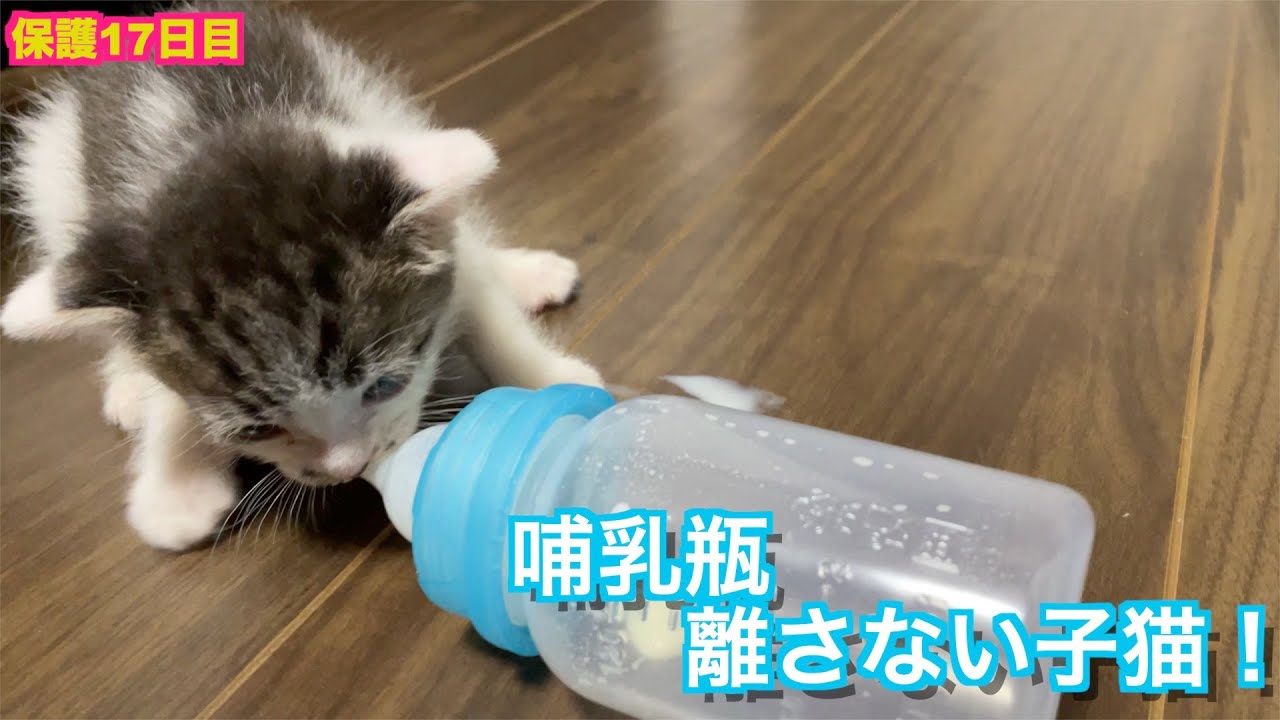 保護子猫17日目！ミルク飲んで、哺乳瓶を離さない可愛い子猫！cat